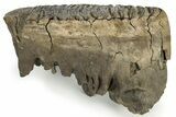 Woolly Mammoth Molar - Siberia #232725-2